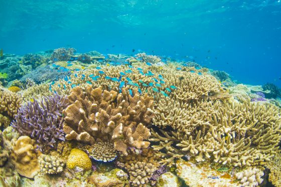 地球温暖化に負けるな サンゴ礁が私たちに与えてくれる恵みを知ろう 太陽光発電なら業界最安値と充実のトランスオーシャンプランニング